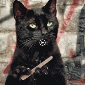 Meet your Posher, Amalle